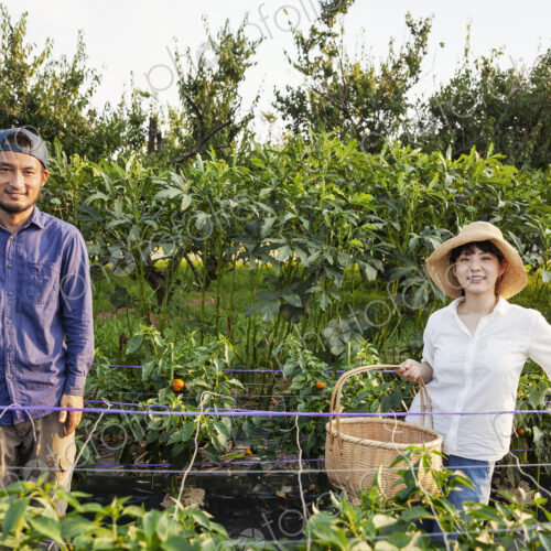 Japanese man wearing cap and woman wearing hat standing in vegetable field, smiling at… Japanese man wearing cap and woman wearing hat standing in vegetable field, smiling at…