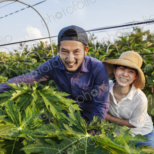 Japanese man wearing cap and woman wearing hat standing in vegetable field, smiling at… Japanese man wearing cap and woman wearing hat standing in vegetable field, smiling at…
