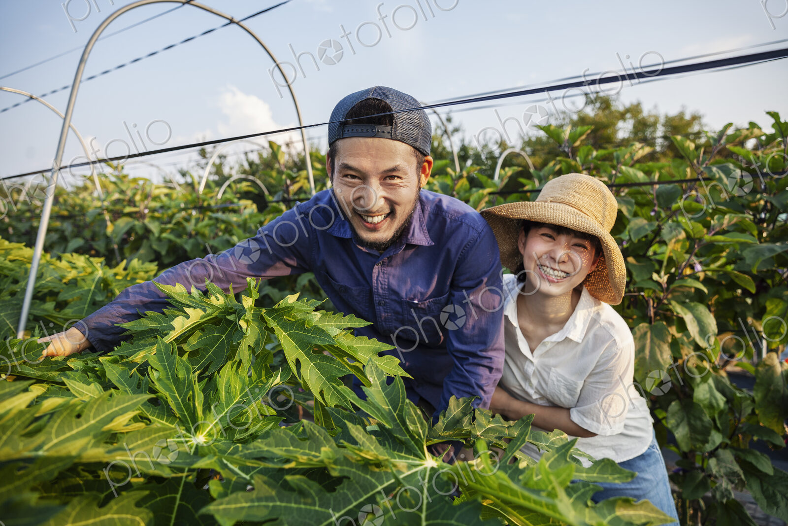 Japanese man wearing cap and woman wearing hat standing in vegetable field, smiling at…