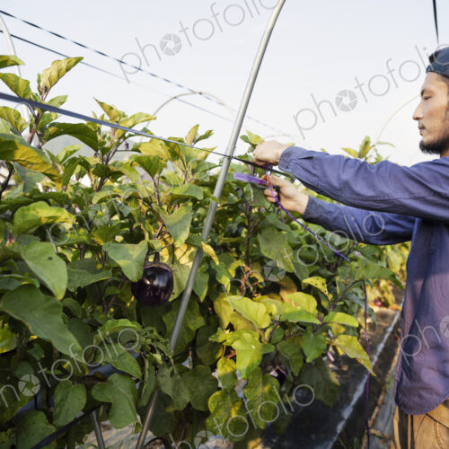 Japanese man wearing cap standing in vegetable field, adjusting strings around plants. Japanese man wearing cap standing in vegetable field, adjusting strings around plants.