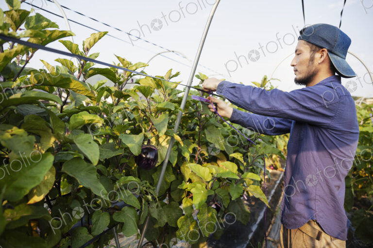 Japanese man wearing cap standing in vegetable field, adjusting strings around plants.