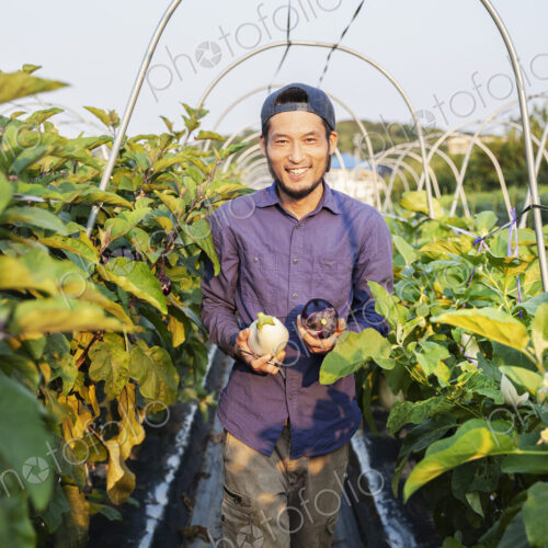 Japanese man wearing cap standing in vegetable field, holding aubergines, smiling at… Japanese man wearing cap standing in vegetable field, holding aubergines, smiling at…