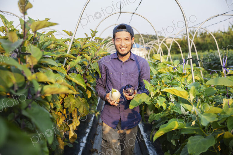 Japanese man wearing cap standing in vegetable field, holding aubergines, smiling at…