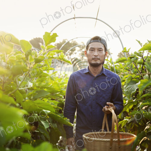 Japanese man wearing cap standing in vegetable field, holding basket, looking at camera. Japanese man wearing cap standing in vegetable field, holding basket, looking at camera.