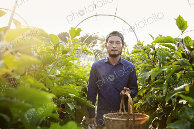 Japanese man wearing cap standing in vegetable field, holding basket, looking at camera.