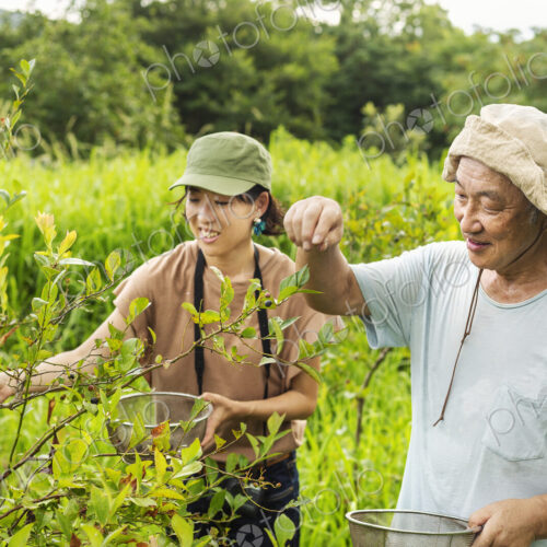 Japanese woman and senior man picking berries in a field. Japanese woman and senior man picking berries in a field.