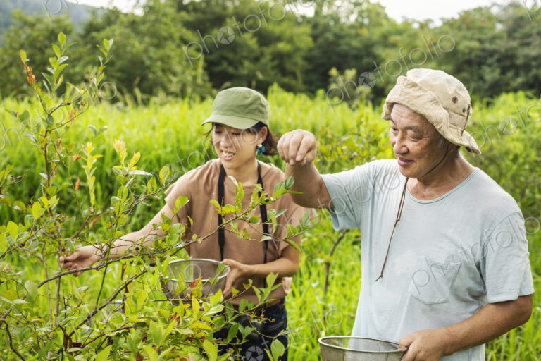 Japanese woman and senior man picking berries in a field.