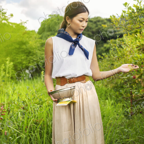 Japanese woman picking berries in a field. Japanese woman picking berries in a field.
