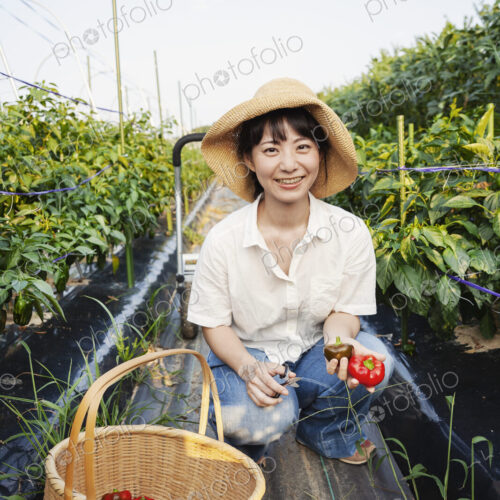 Japanese woman wearing hat kneeling in vegetable field, smiling at camera, basket with… Japanese woman wearing hat kneeling in vegetable field, smiling at camera, basket with…