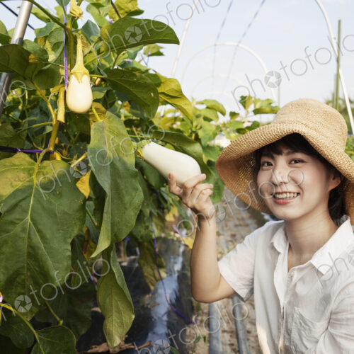 Japanese woman wearing hat standing in vegetable field, picking fresh aubergines,… Japanese woman wearing hat standing in vegetable field, picking fresh aubergines,…