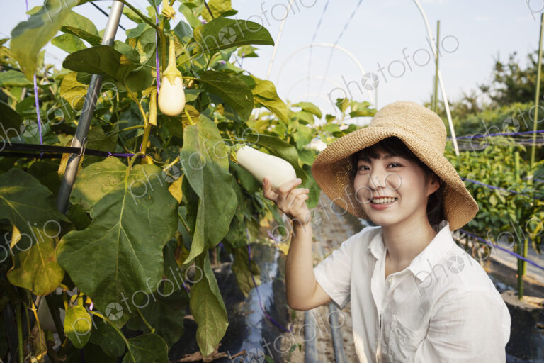 Japanese woman wearing hat standing in vegetable field, picking fresh aubergines,…