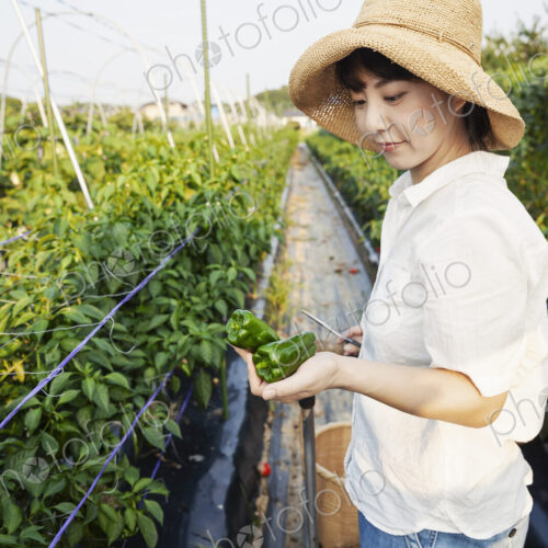 Japanese woman wearing hat standing in vegetable field, picking fresh peppers. Japanese woman wearing hat standing in vegetable field, picking fresh peppers.