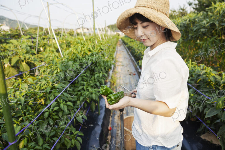 Japanese woman wearing hat standing in vegetable field, picking fresh peppers.