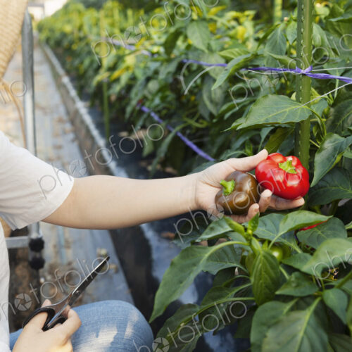 Japanese woman wearing hat standing in vegetable field, picking fresh peppers. Japanese woman wearing hat standing in vegetable field, picking fresh peppers.