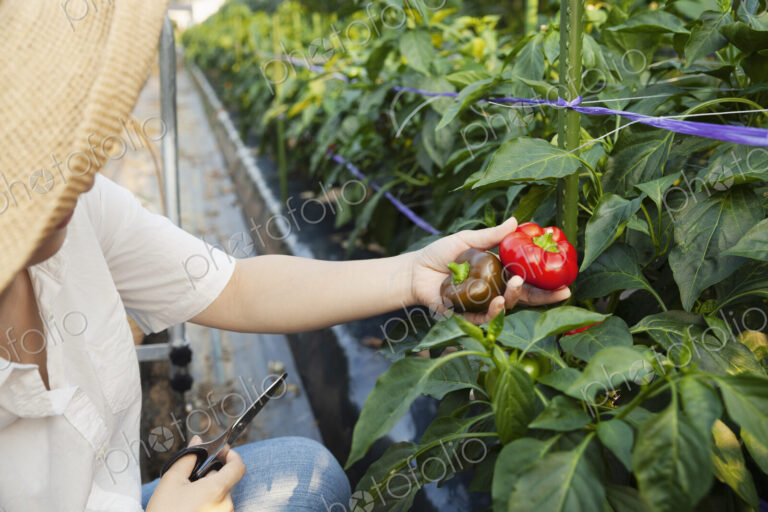 Japanese woman wearing hat standing in vegetable field, picking fresh peppers.