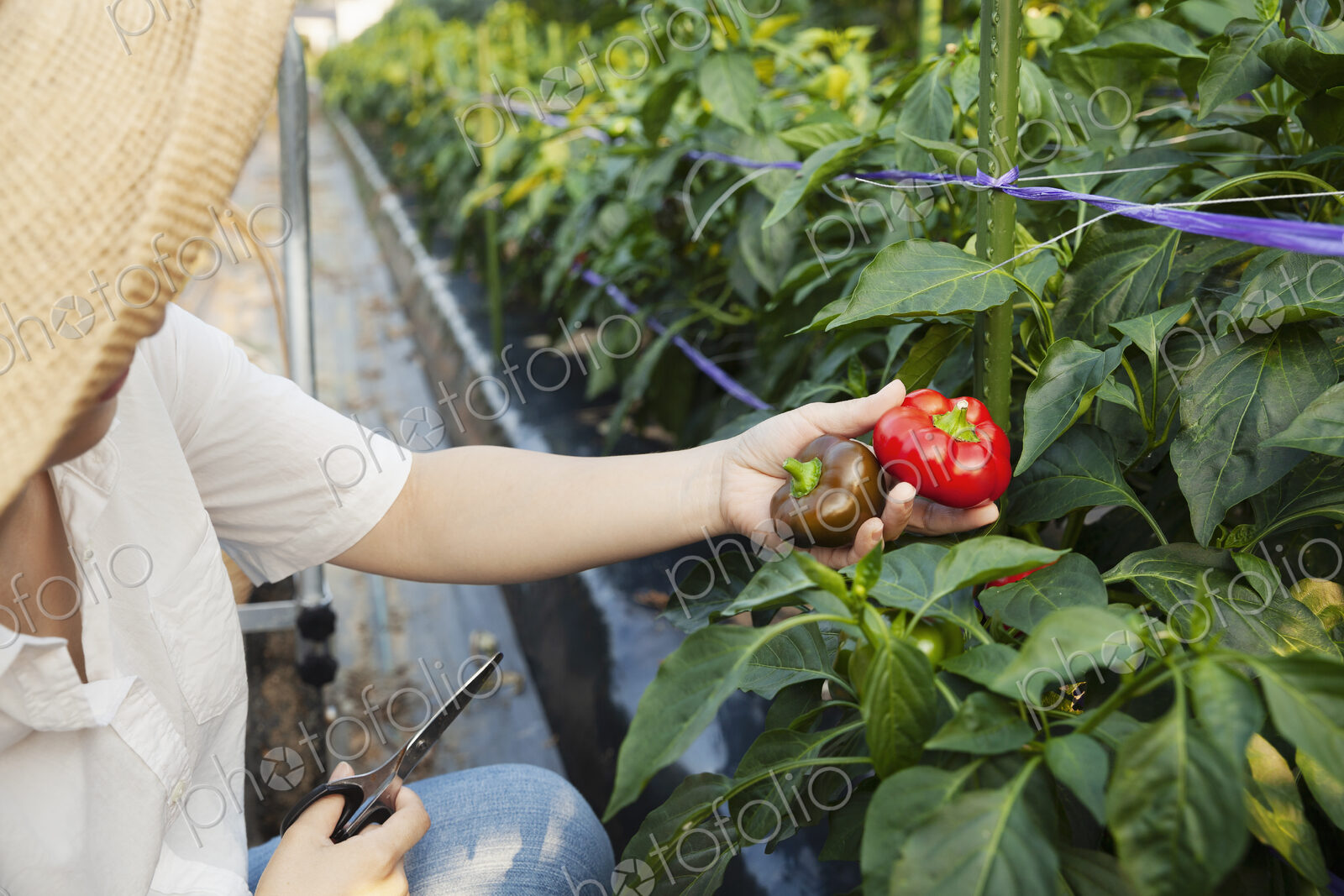 Japanese woman wearing hat standing in vegetable field, picking fresh peppers.