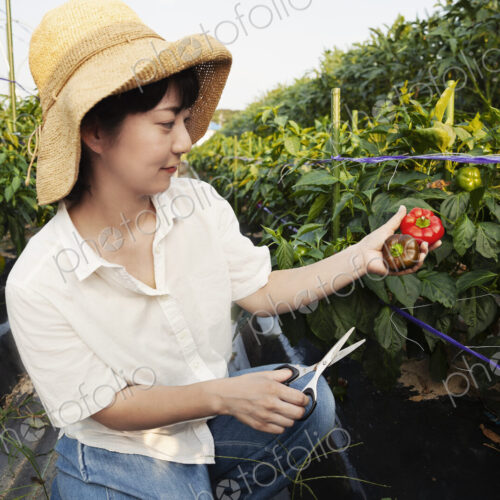 Japanese woman wearing hat standing in vegetable field, picking fresh peppers. Japanese woman wearing hat standing in vegetable field, picking fresh peppers.