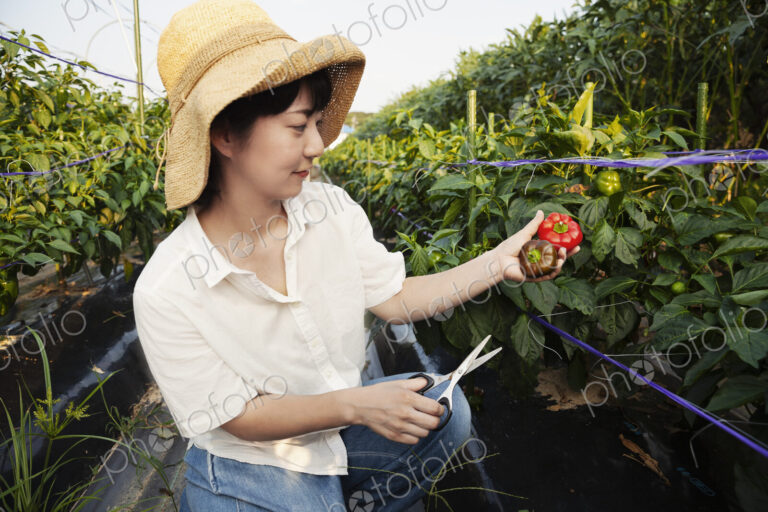 Japanese woman wearing hat standing in vegetable field, picking fresh peppers.