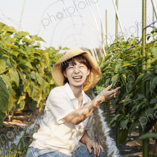 Japanese woman wearing hat standing in vegetable field, picking fresh peppers, smiling… Japanese woman wearing hat standing in vegetable field, picking fresh peppers, smiling…