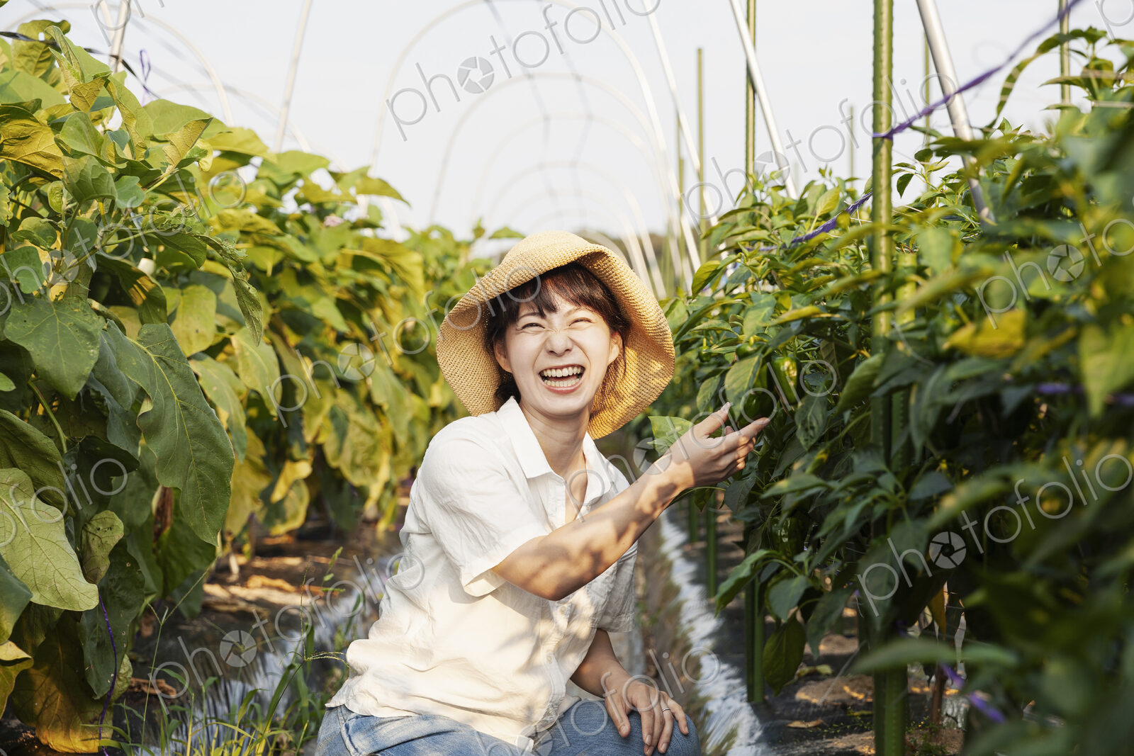 Japanese woman wearing hat standing in vegetable field, picking fresh peppers, smiling…
