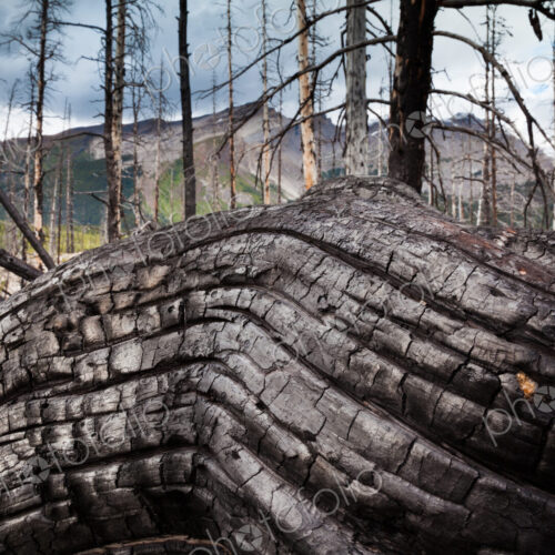 Jasper National Park, Alberta, Canada. An old gnarled tree trunk.