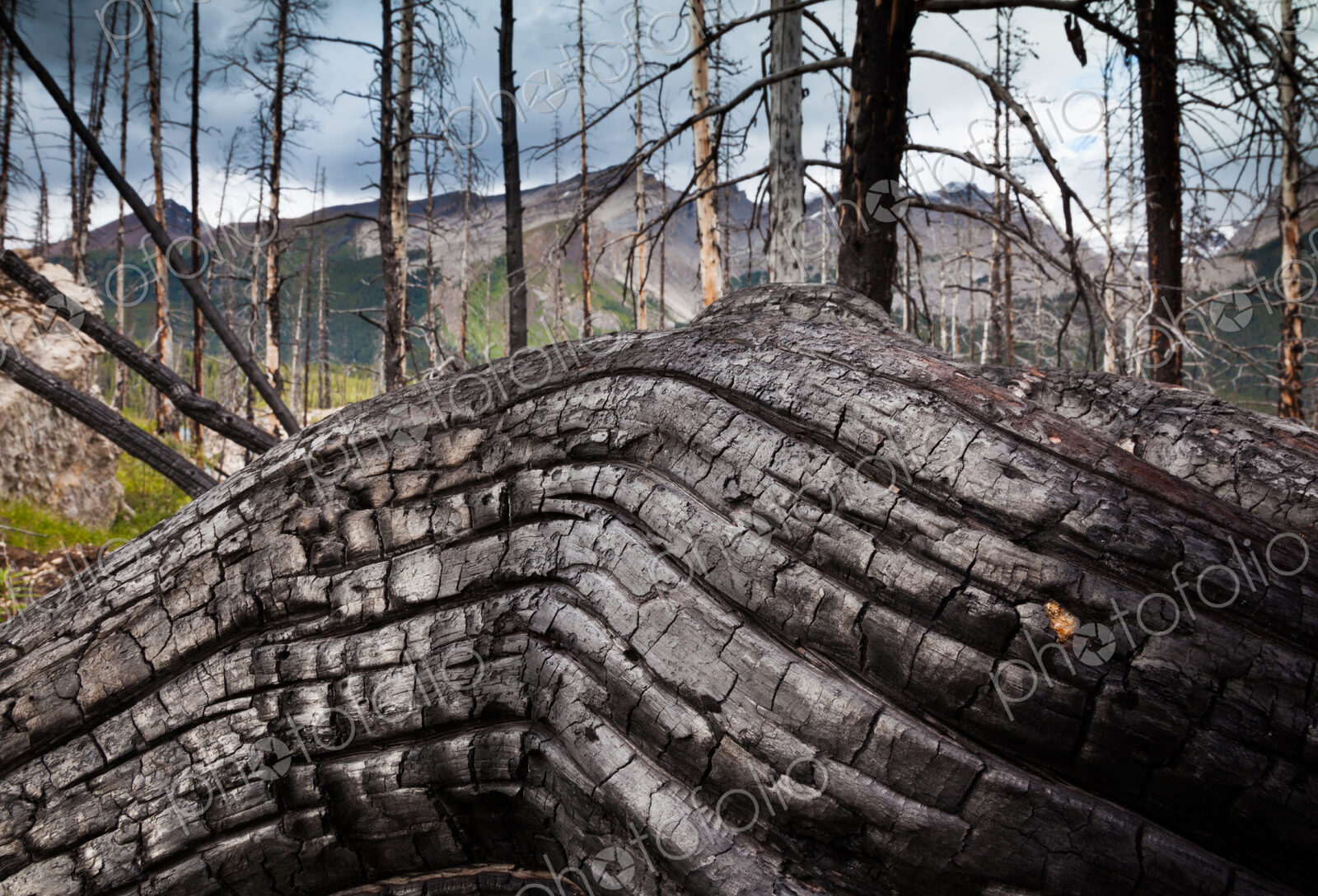 Jasper National Park, Alberta, Canada. An old gnarled tree trunk.