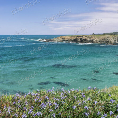 Jug Handle State Natural Reserve, Wild Iris Blooming at Jug Handle Cove Jug Handle State Natural Reserve, Wild Iris Blooming at Jug Handle Cove