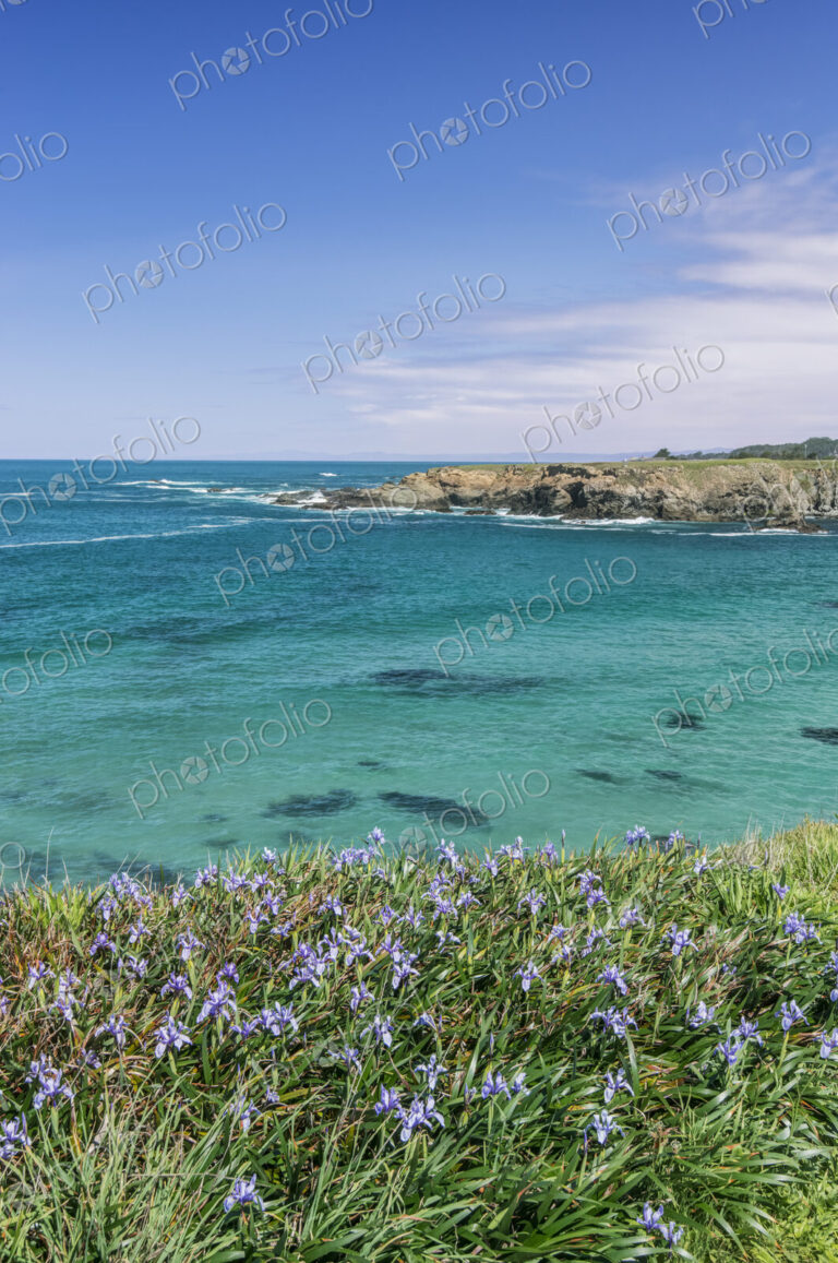 Jug Handle State Natural Reserve, Wild Iris Blooming at Jug Handle Cove