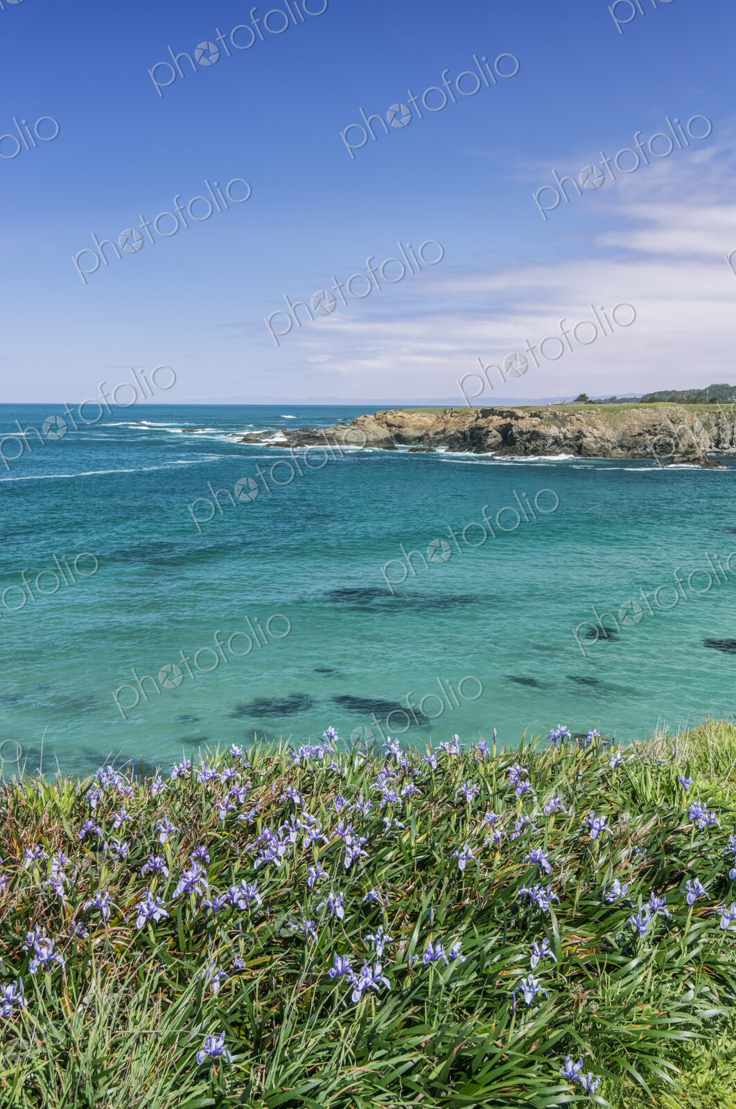 Jug Handle State Natural Reserve, Wild Iris Blooming at Jug Handle Cove