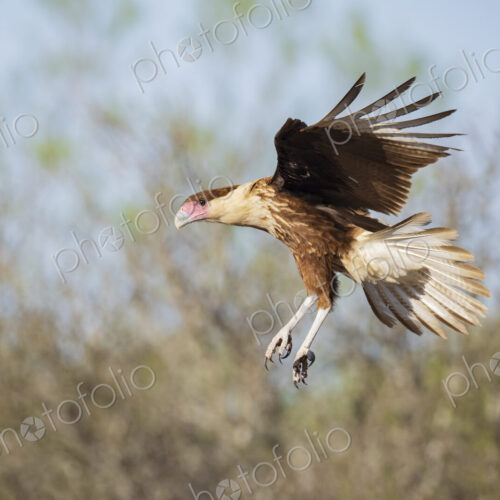 Juvenile Crested Caracara Landing Juvenile Crested Caracara Landing