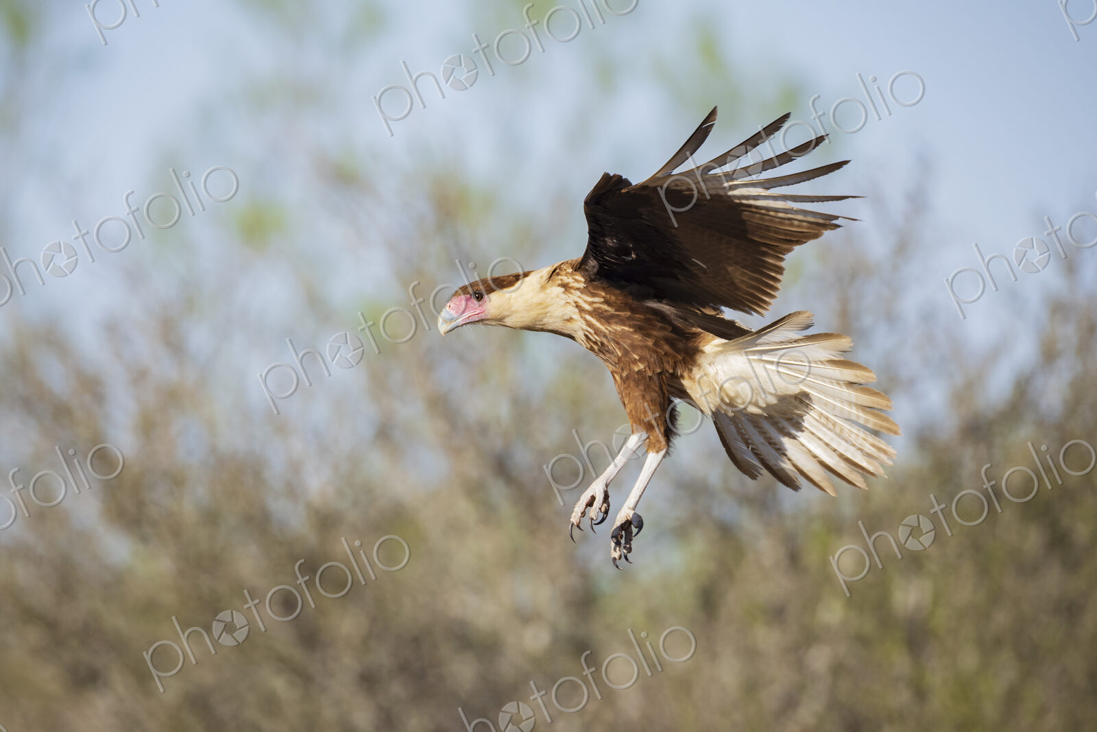 Juvenile Crested Caracara Landing