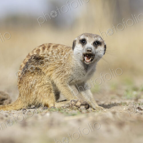 Juvenile Meerkat, Suricata suricatta, a young animal foraging for insects and grubs… Juvenile Meerkat, Suricata suricatta, a young animal foraging for insects and grubs…