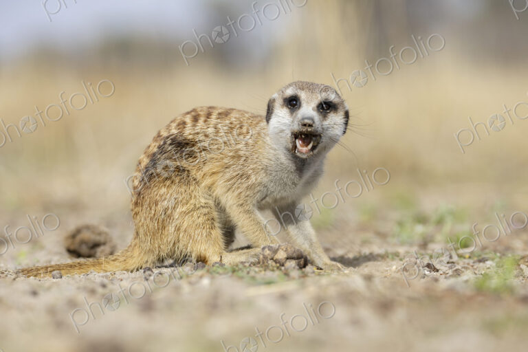 Juvenile Meerkat, Suricata suricatta, a young animal foraging for insects and grubs…