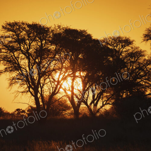 Kalahari Sunset Kalahari Research Center, Vanzylsrus, Northern Cape, South Africa