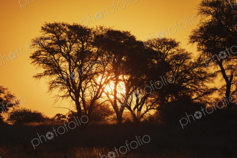 Kalahari Sunset Kalahari Research Center, Vanzylsrus, Northern Cape, South Africa