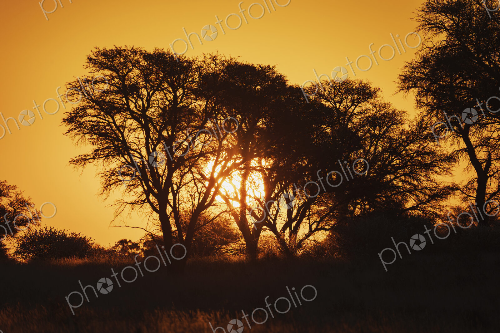 Kalahari Sunset Kalahari Research Center, Vanzylsrus, Northern Cape, South Africa