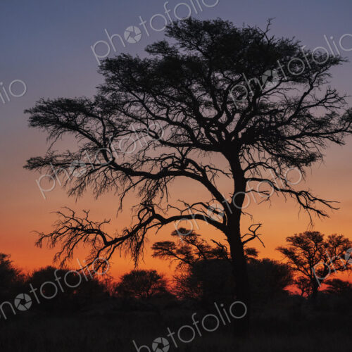 Kalahari Sunset, a red glow in the sky and a silhouette of trees, Kalahari Research…