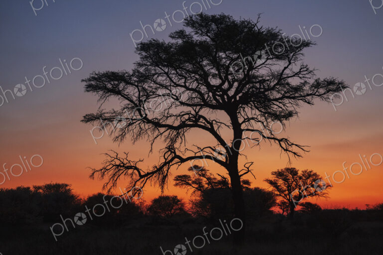 Kalahari Sunset, a red glow in the sky and a silhouette of trees, Kalahari Research…