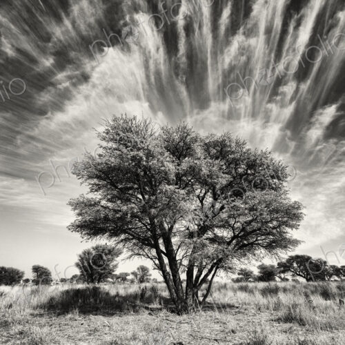 Kalahari Tree and Cirrus Clouds Kalahari Research Center, Vanzylsrus, Northern Cape,…