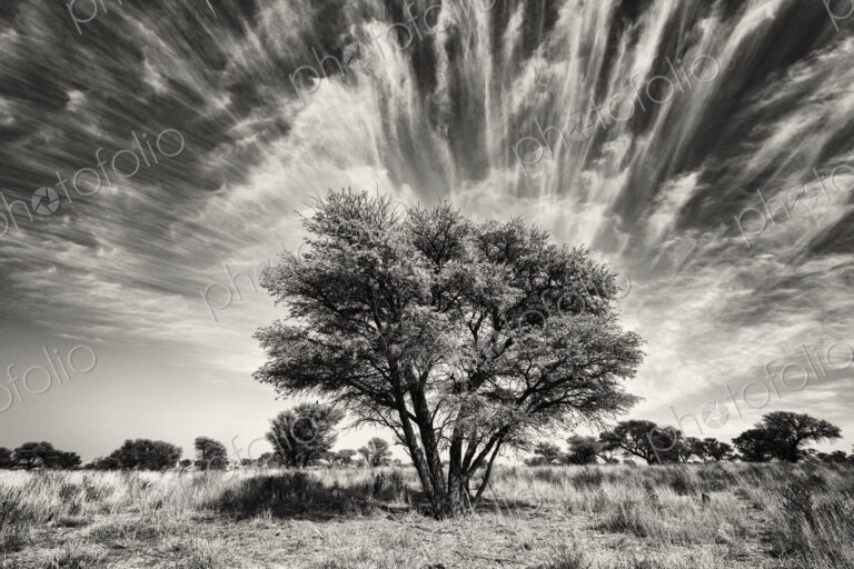 Kalahari Tree and Cirrus Clouds Kalahari Research Center, Vanzylsrus, Northern Cape,…