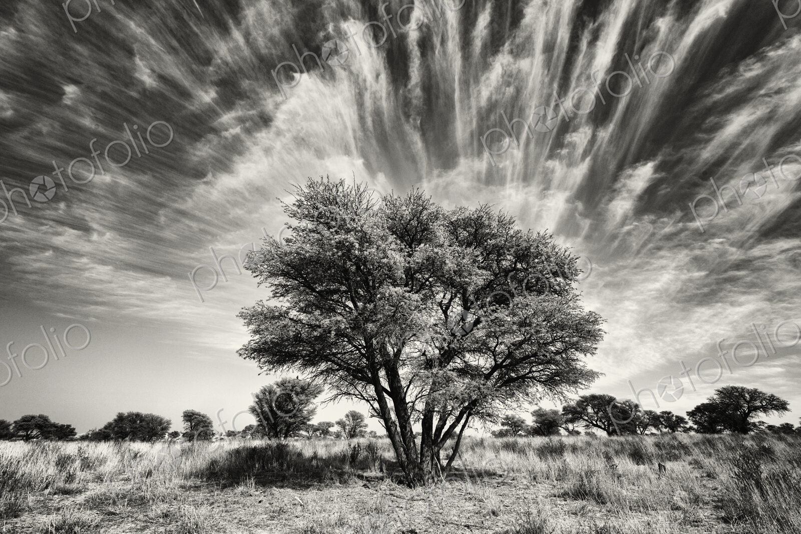 Kalahari Tree and Cirrus Clouds Kalahari Research Center, Vanzylsrus, Northern Cape,…
