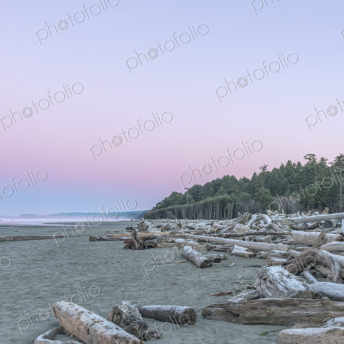Kalaloch Beach at Dawn, a mass of driftwood, pink light on the horizon.