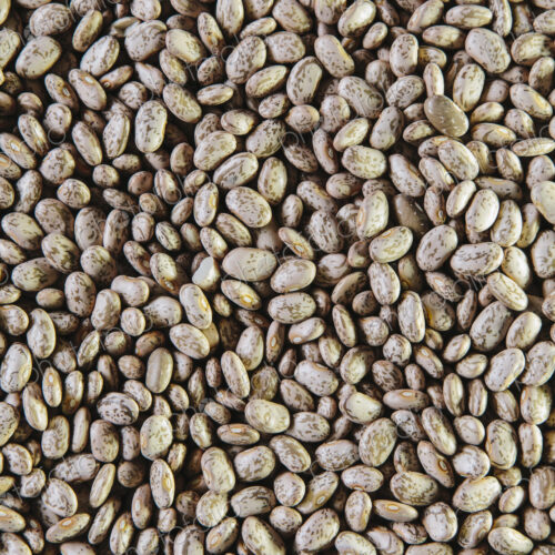 Kidney beans, small brown pulses, a food.