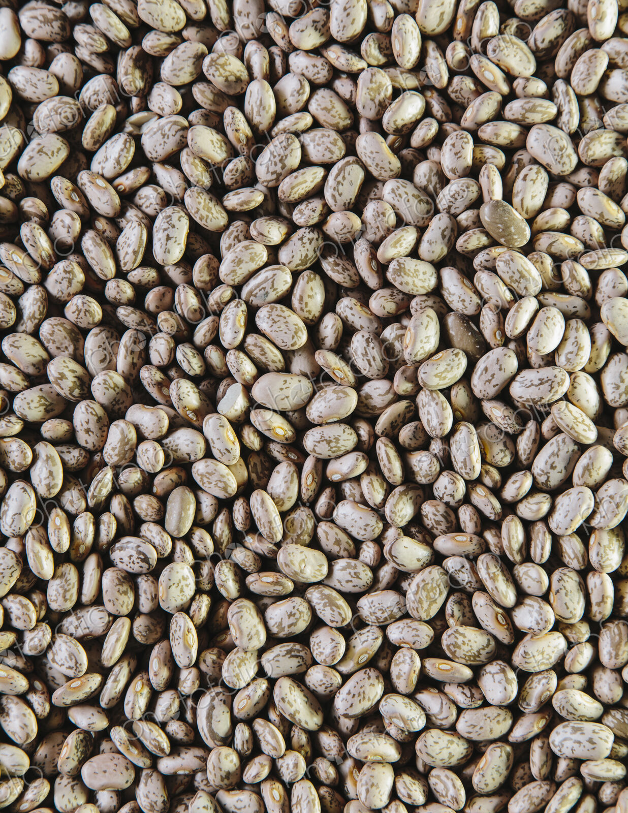 Kidney beans, small brown pulses, a food.