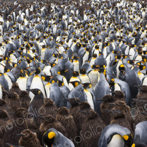 King Penguins, Aptenodytes patagonicus, in a bird colony on South Georgia Island, on… King Penguins, Aptenodytes patagonicus, in a bird colony on South Georgia Island, on…