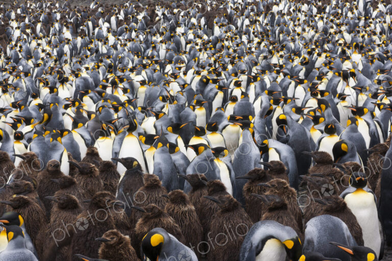King Penguins, Aptenodytes patagonicus, in a bird colony on South Georgia Island, on…