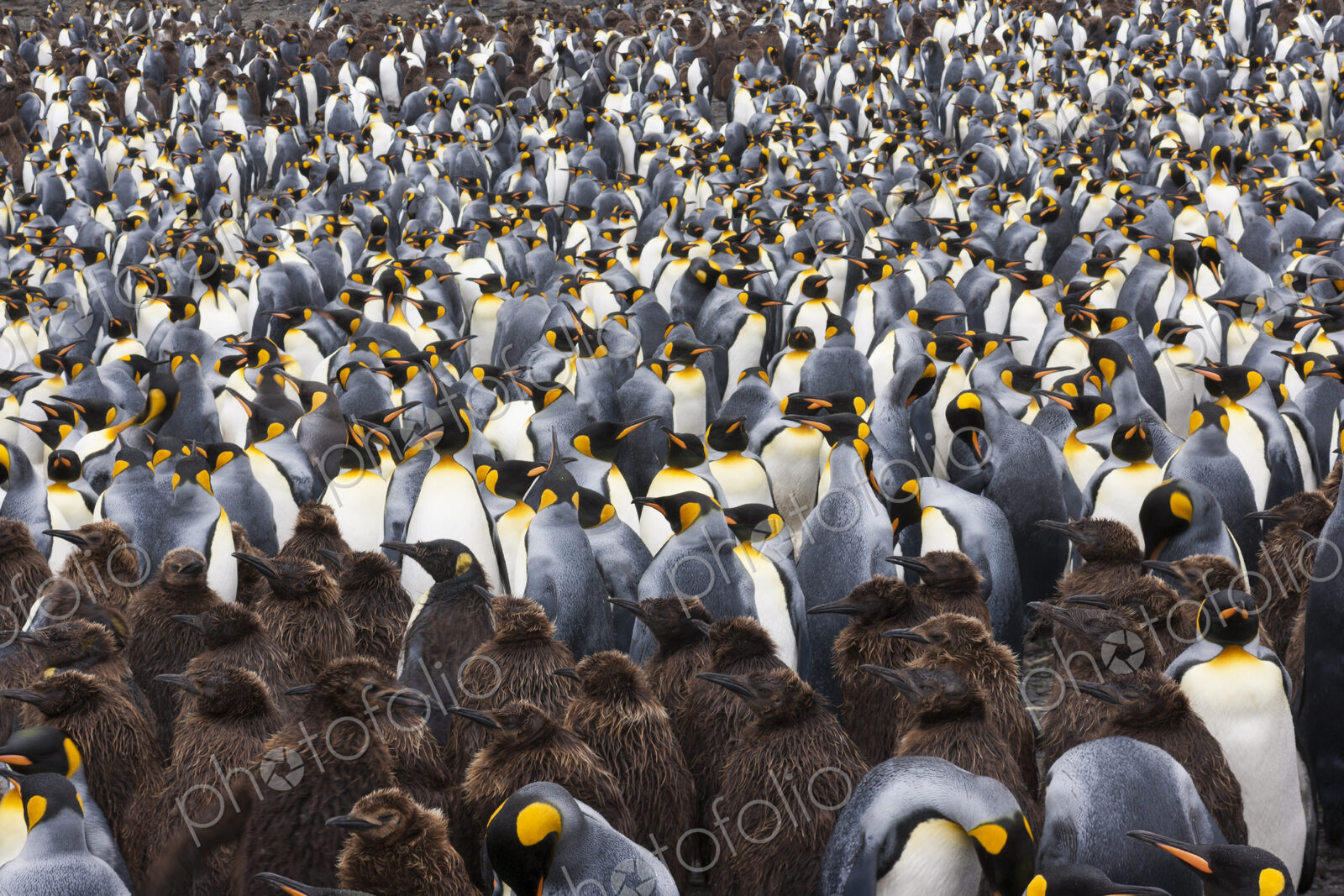 King Penguins, Aptenodytes patagonicus, in a bird colony on South Georgia Island, on…
