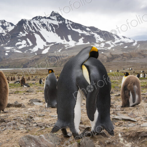 King Penguins, Aptenodytes patagonicus, in a bird colony on South Georgia Island, on… King Penguins, Aptenodytes patagonicus, in a bird colony on South Georgia Island, on…
