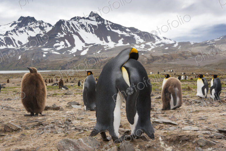 King Penguins, Aptenodytes patagonicus, in a bird colony on South Georgia Island, on…