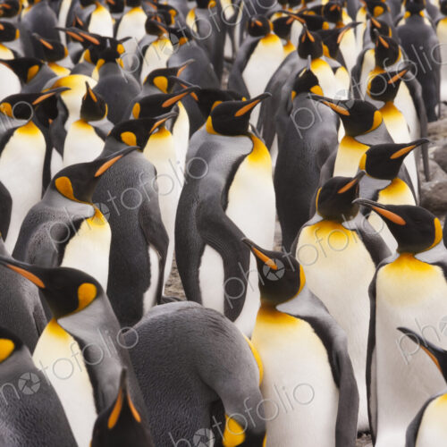 King Penguins, Aptenodytes patagonicus, in a bird colony on South Georgia Island, on… King Penguins, Aptenodytes patagonicus, in a bird colony on South Georgia Island, on…